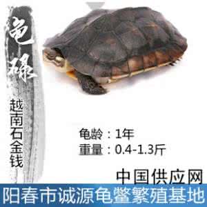 石金钱龟苗价格 2014石金钱龟苗价格 2014年金钱龟的价格