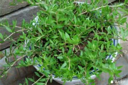 总裁的心肝宝贝 其貌不扬的垂盆草居然可以保护你的心肝宝贝