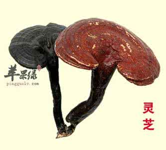 灵芝的食用方法与功效 【灵芝】灵芝的功效与作用及食用方法