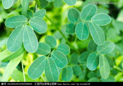 含笑花叶子黑 落叶 含笑叶子发黑 含笑掉叶子怎么办 看好五大对策