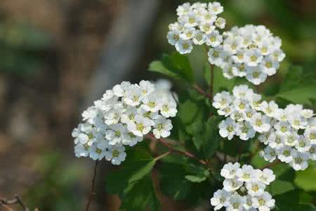 绣球绣线菊 绣线菊属