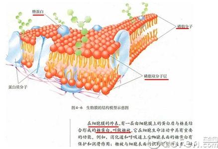 物质出入细胞的方式 2013年高考考前生物重点必备--物质出入细胞的方式