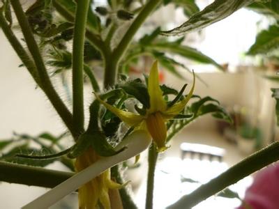 盆栽柠檬如何人工授粉 盆栽蔬菜人工授粉方法