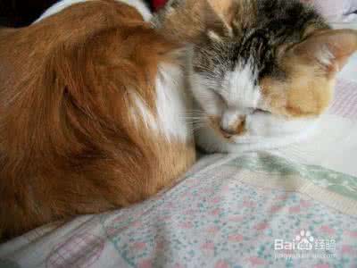 猫有狂犬病吗 狂犬病 猫有狂犬病吗