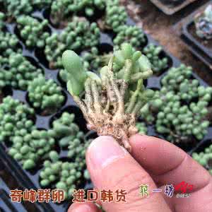 颈卵器植物 卵（植物）