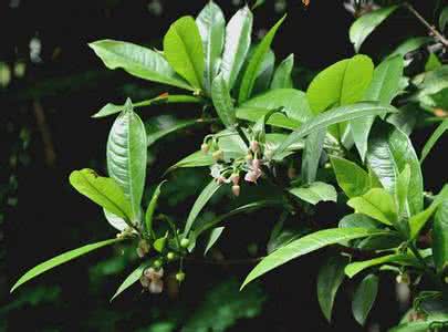 紫金牛科植物 园林景观植物——小乔木紫金牛