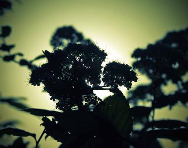 有一种心情叫顺其自然 顺其自然是一份心情 也是一种境界