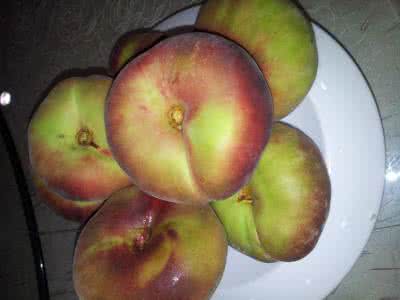 类黄酮含量最高的植物 新疆野苹果果肉类黄酮种类及含量分析