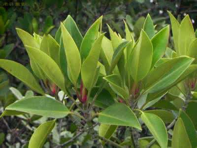 红树林为什么叫红树林 红树科