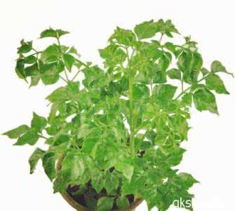 幸福树的风水作用 幸福树的功效与作用