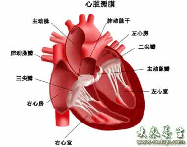 胎儿心脏彩超 胎儿心脏彩超最佳时间 心脏不好如何保养？保护心脏的最佳方法