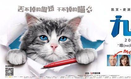 可爱小猫图片大全超萌 九只超萌小猫比谁萌，你选哪只？