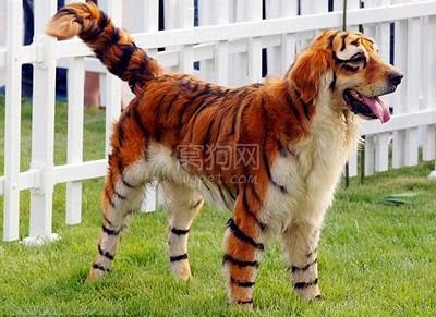 金毛寻回犬 金毛寻回犬的正确美容步骤