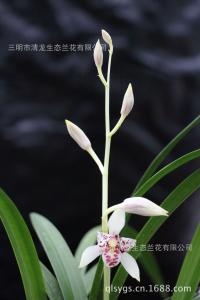 愿 你,心 如 兰 花!