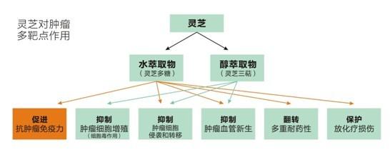 癌症治疗方法 关于癌症治疗方法与思路的整理(收藏)