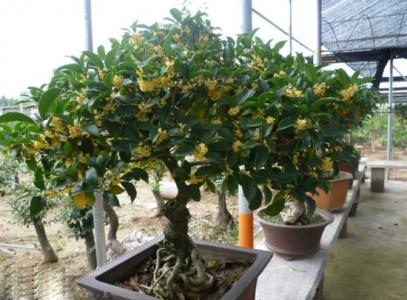 桂花树盆栽怎么养 盆栽桂花怎么养？