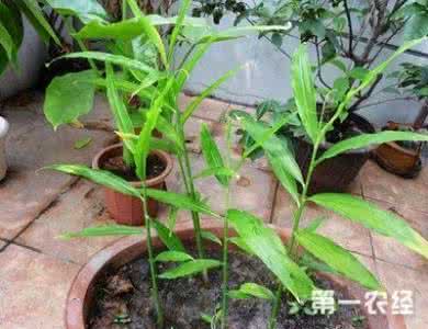 姜发芽了怎么种盆栽 路边拔的一棵姜,种成盆栽,没想到居然是比生姜还有用