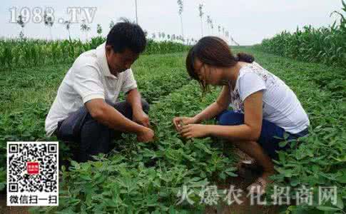 花生芽种植技术 花生芽种植技术 【花生种植技术】花生怎么种