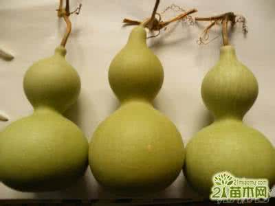 手捻葫芦采摘与种植 手捻葫芦采摘