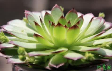 多肉植物的休眠期 多肉植物休眠期的识别与管理