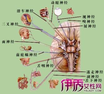 周围神经系统分类 周围神经系统 这些分类都属于它的范围内