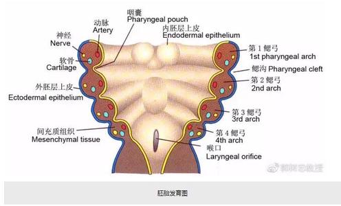 治疗小儿耳朵畸形医院 治疗小儿耳朵畸形医院 小儿两性畸形应该如何治疗