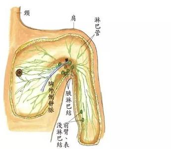 女人拔罐哪个部位排毒 女人拔罐哪个部位排毒 身体的这4个部位 急需排毒清洁