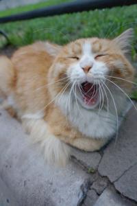 大鼠肝纤维化 大黄蜇虫丸影响免疫性肝纤维化大鼠TIMP-1表达的动态观察