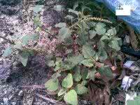 草药偏方治百病 草药偏方治:痈疽