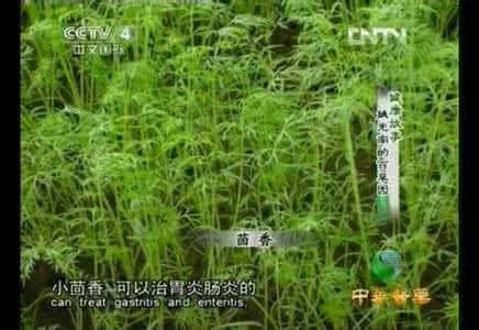 中华百草园 《中华医药》姚光南的百草园