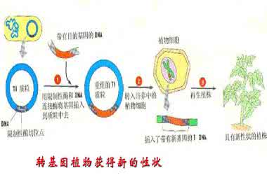 转基因动物的应用 转基因动物的应用 转基因动物的基因转移方法和应用
