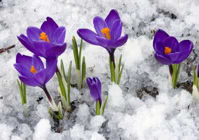 番红花的花语 番红花花语 番红花花语以及番红花的传说