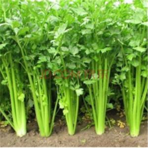 屋顶蔬菜种植 阳台屋顶蔬菜种植 003芹菜