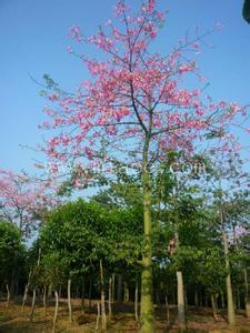 晴空万里 木棉开在晴空万里