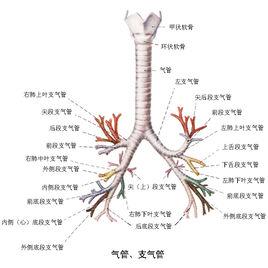 癞蛤蟆草 神奇癞蛤蟆草治咽炎咳嗽一次愈、支气管炎3-6次愈