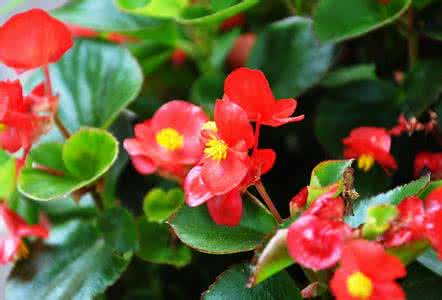 海棠花什么季节开 海棠花什么时候开