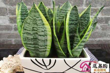 金边虎皮兰怎么养 金边虎皮兰 【金边虎皮兰的养殖方法】金边虎皮兰怎么养