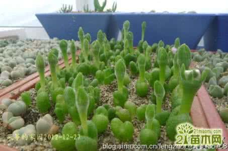 肉肉植物的养殖方法 妖奇玉的养殖方法