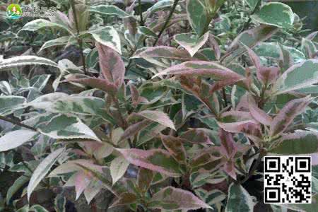 四季桂花的修剪方法 四季桂花的修剪方法 四季桂花的养殖方法