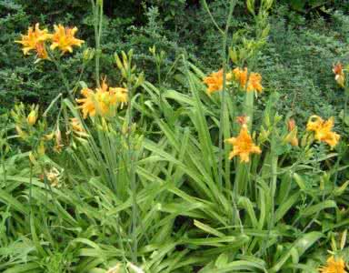 萱草的种植方法 的养殖方法和注意事项 萱草养殖方法及注意事项