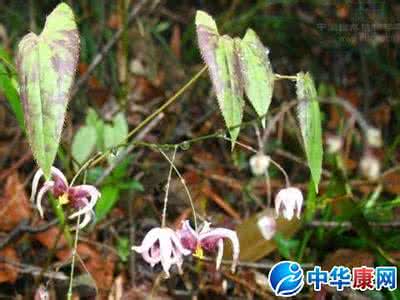 中药材鉴别方法 中药淫羊藿图片 中药淫羊藿图片与鉴别方法