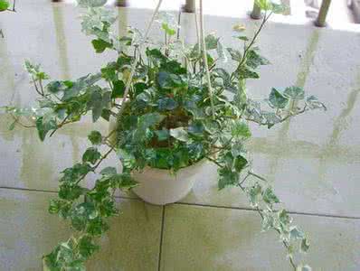 家庭观叶植物 《现代家庭养花指南：观叶植物》