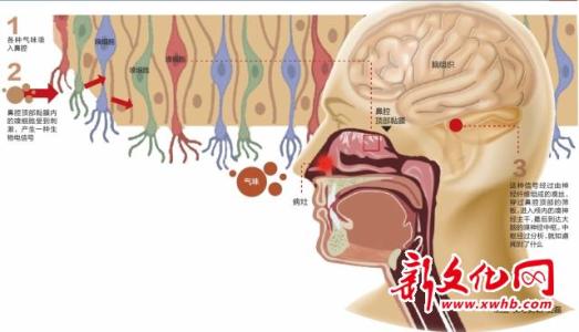 流鼻子可以打预防针吗 怎样预防鼻子罢工