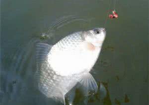 河里钓鲫鱼用什么鱼饵 结冰的河里怎么钓鲫鱼?