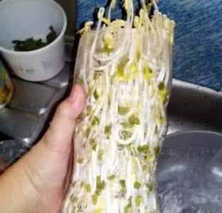 可口可乐全家福 一个可乐瓶就能种出全家人吃的豆芽!这才是安全食品!