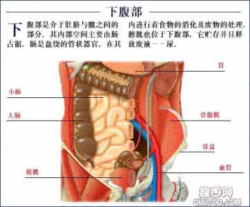 人体上腹部生理解剖图 人体生理解剖图
