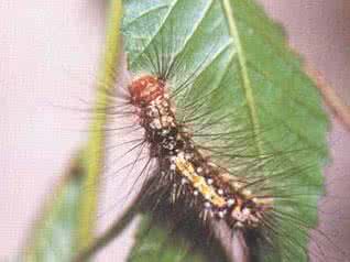 鳞翅目害虫 药用植物害虫网目拟地甲