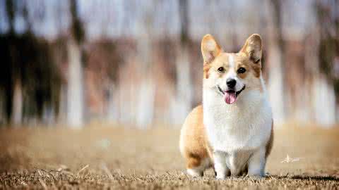 柯基犬属于柯利犬吗 柯基犬是不是柯利犬