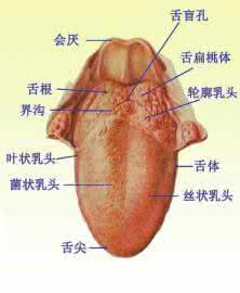 经脉是血管吗 血管经脉摸起来像颗粒 人人血管里都可能有颗“不定时炸弹” 一定要警惕