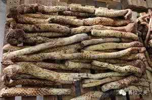 沙漠人参 【一点资讯】“沙漠人参”：肉苁蓉的单方与药膳 (Yidianzixun.com)